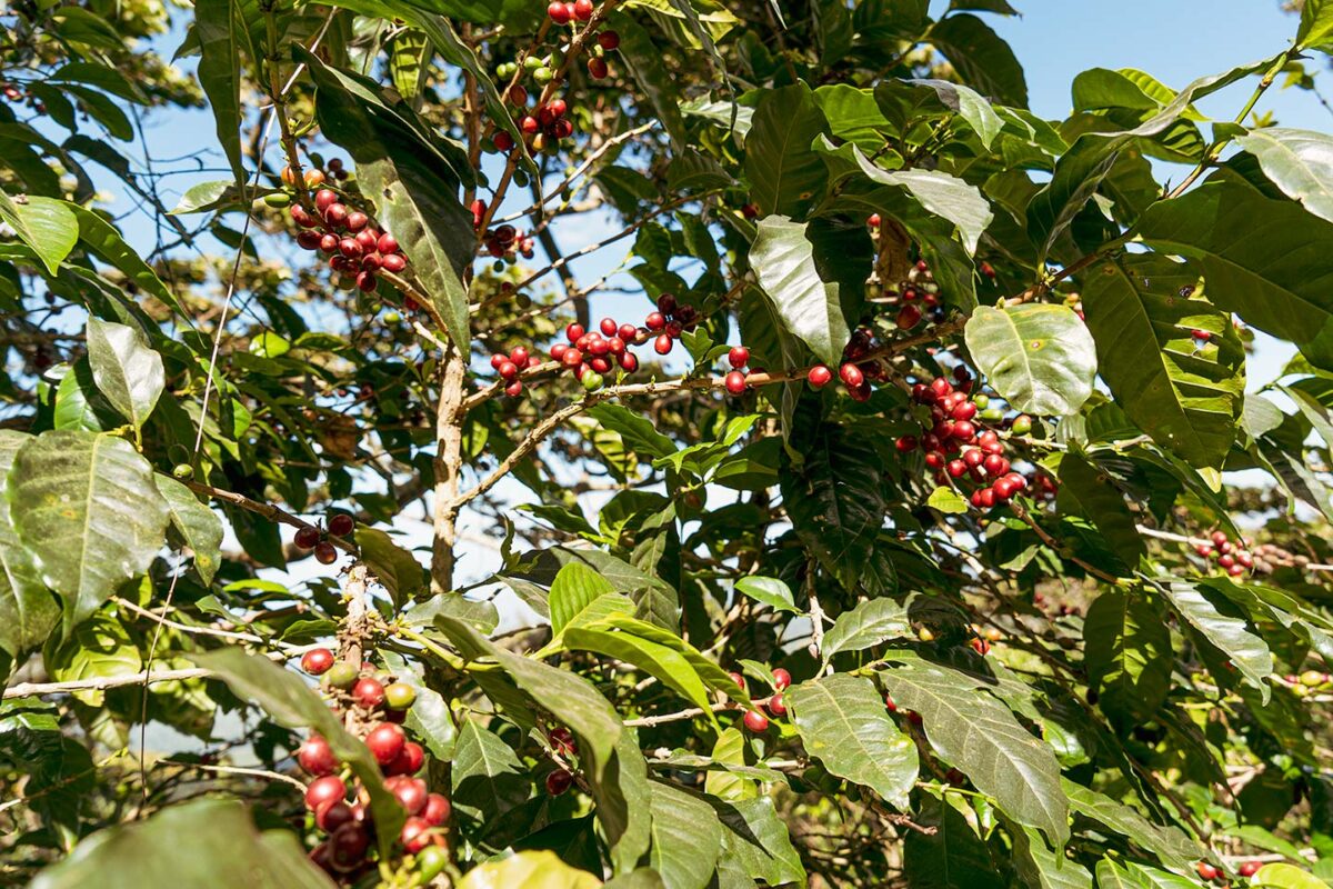 エルサルバドルでスペシャルティコーヒーを生産、輸出するCafe Pacasのコーヒー01