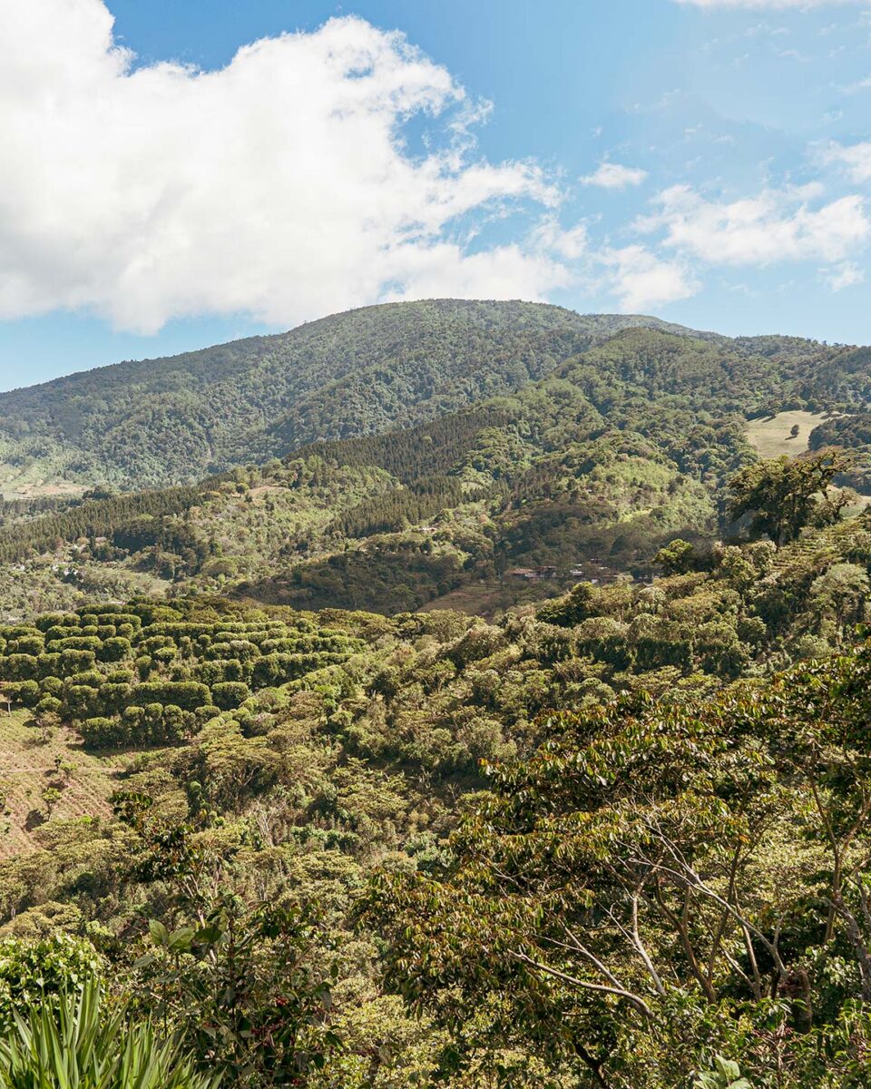 エルサルバドルでスペシャルティコーヒーを生産、輸出するCafe Pacasの農園風景