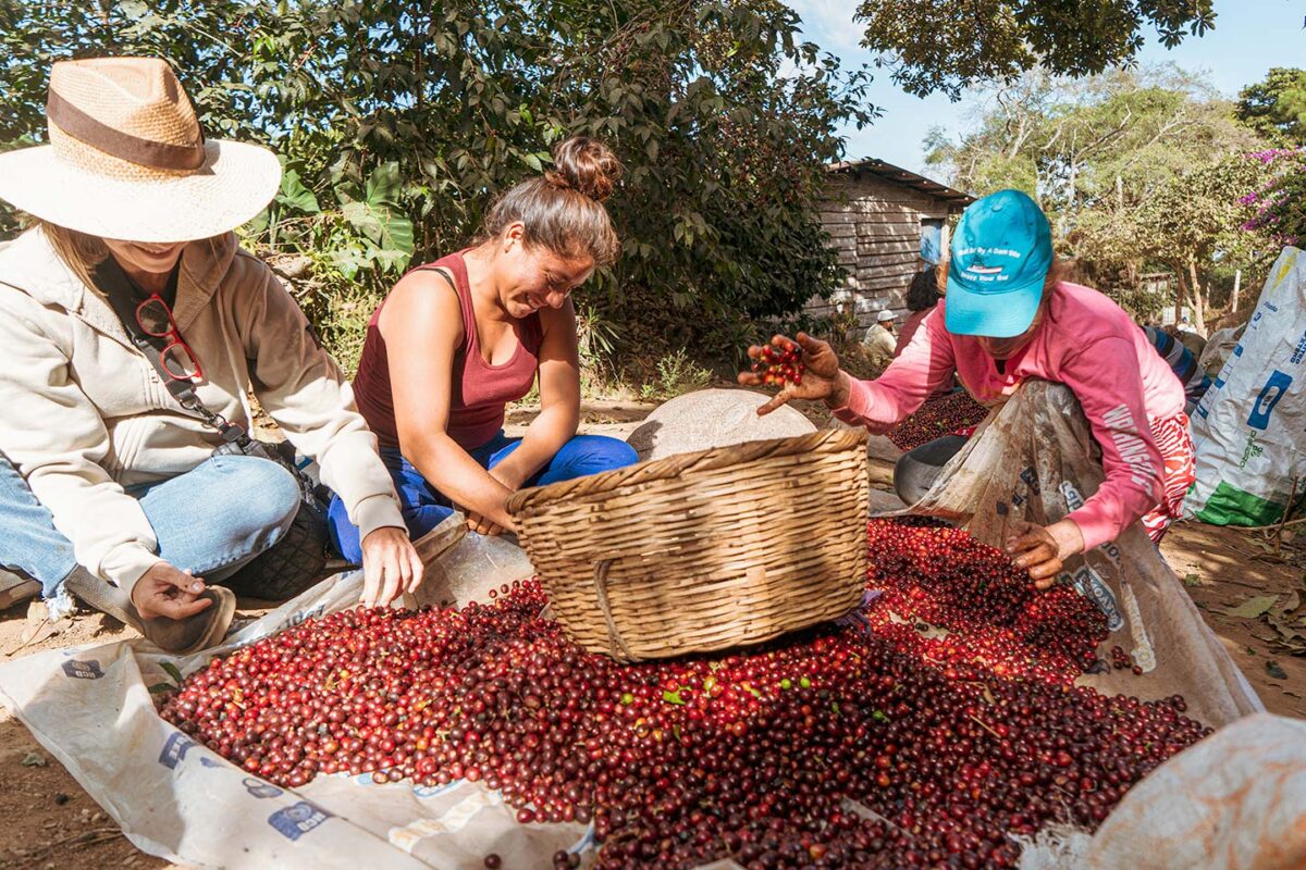 エルサルバドルでスペシャルティコーヒーを生産、輸出するCafe Pacasでコーヒーチェリーを選別02